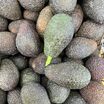 Organik Avokado - 3