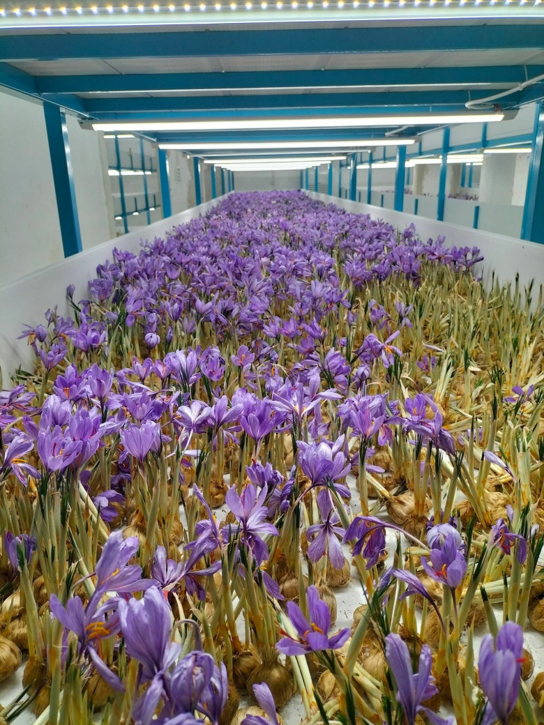 Gerçek Safran Soğanı Crocus Sativus 10 Adet