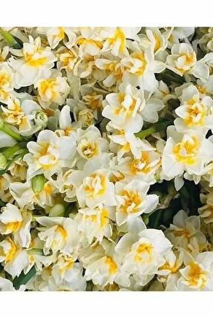 Karışık Mix Nergis Soğanı-50 Adet