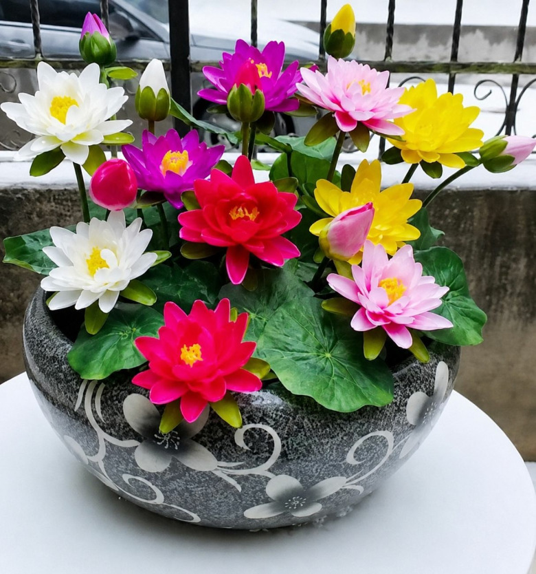 10 Adet Tohum Lotus Çiçeği Karışık Japon Su Zambağı Kase Lotus