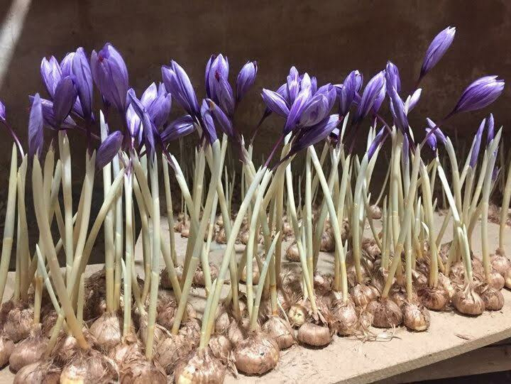 Safran (Crocus Sativus) 50 Kilo