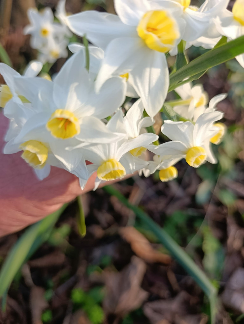 Avalanche Nergis Soğanı (Yoğun Kokulu) – Narcisus 10 Adet