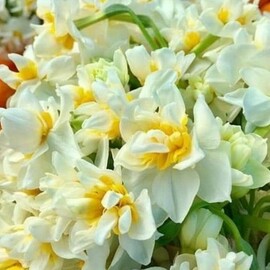 Mis Kokulu Karaburun Nergiz (Nergis) Soğanı 10 Adet - ERVA BOTANİK