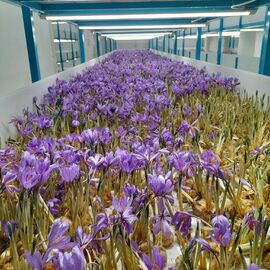 Safran Çiçeği Soğanı 10 Adet Orjinal Mis Kokulu Soğan Ev Bahçe - ERVA BOTANİK