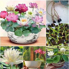 15 Adet Tohum Nadir Bulunan Karışık Renkli Kase Lotus Çiçeği Toh - ERVA BOTANİK