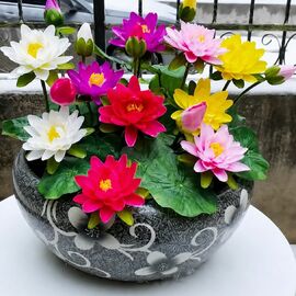 6 Adet Tohum Lotus Çiçeği Karışık Japon Su Zambağı Kase Lotus Çi - ERVA BOTANİK