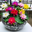 5 Adet Tohum Lotus Çiçeği Karışık Japon Su Zambağı Kase Lotus Çi