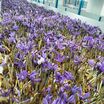 Gerçek Safran Soğanı Crocus Sativus 10 Adet - 2