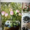 Lotus Çiçeği Tohumu - Kutsal Lotus - Nelumbo Nucifera (5 Adet ) - 5