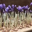 Orijinal Safran Soğanı (Crocus Sativus L.) - %100 Doğal 10 Adet