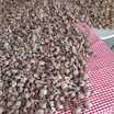 Gerçek Safran Soğanı Crocus Sativus 10 Adet - 3