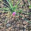 Gerçek Safran Soğanı Crocus Sativus 10 Adet - 3