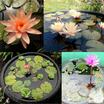 10 Adet Tohum Lotus Çiçeği Karışık Japon Su Zambağı Kase Lotus - 5