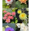 6 Adet Tohum Lotus Çiçeği Karışık Japon Su Zambağı Kase Lotus Çi - 2