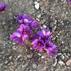 Safran Soğanı 5 Kg - Crocus Sativus - 3