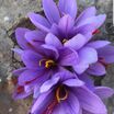 Safran Soğanı 5 Kg - Crocus Sativus - 3