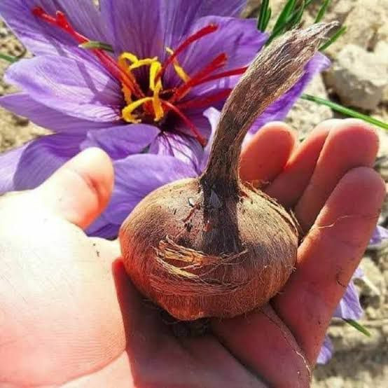 Gerçek Safran Soğanı Crocus Sativus 10 Adet