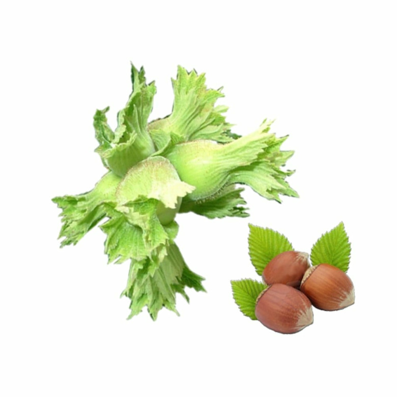 Yeşil Yaş Fındık