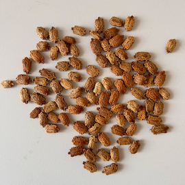 Kudretnarı Tohumu Yeni Tohum 100 Adet - ERVA BOTANİK