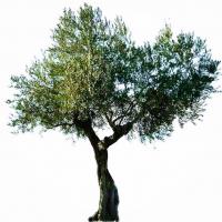 Fadim Hanım Çiftliği