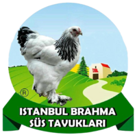 İSTANBUL BRAHMA SÜS TAVUKLARI