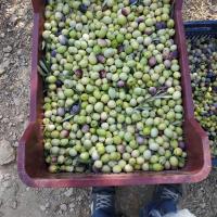 Mut Zeytin ve Zeytinyağı