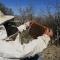 BalArım Organik Bal