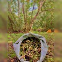 Giresun Fındık satış