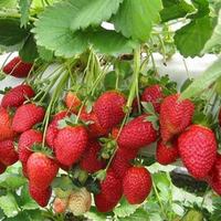 Ayşegül Çığrıkçı