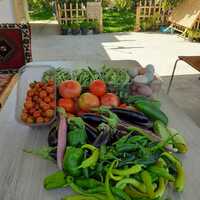 Doğal Dikili Çiftlik Hüseyin Aslan